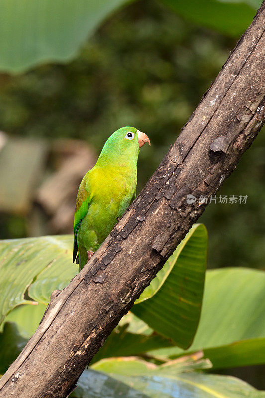 橙色长尾小鹦鹉(Brotogeris jugularis)或托维长尾小鹦鹉坐在树枝上，哥斯达黎加